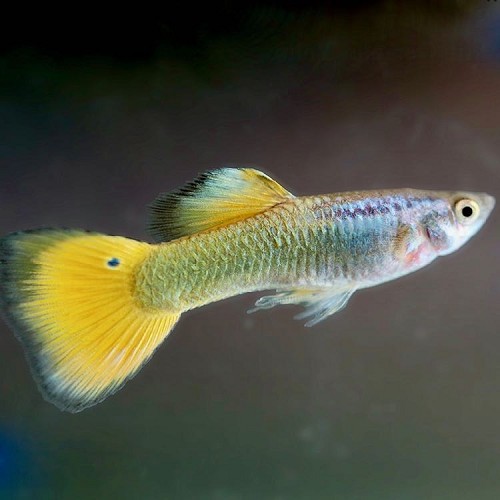 Poecilia reticulatus - Guppy male german jaune